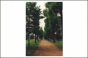 viale del parco di villa Cicogna